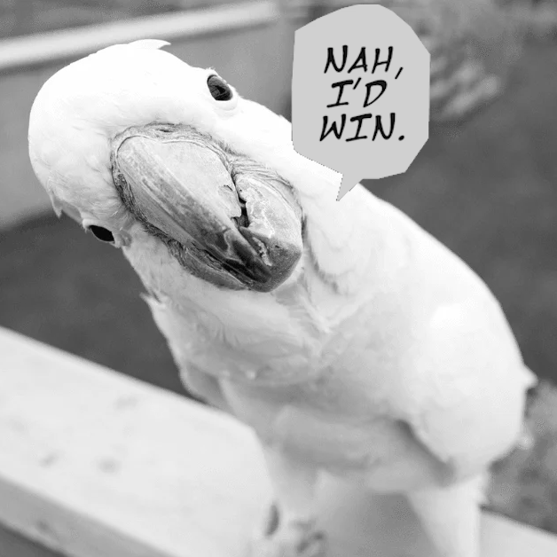 Image of a cockatoo